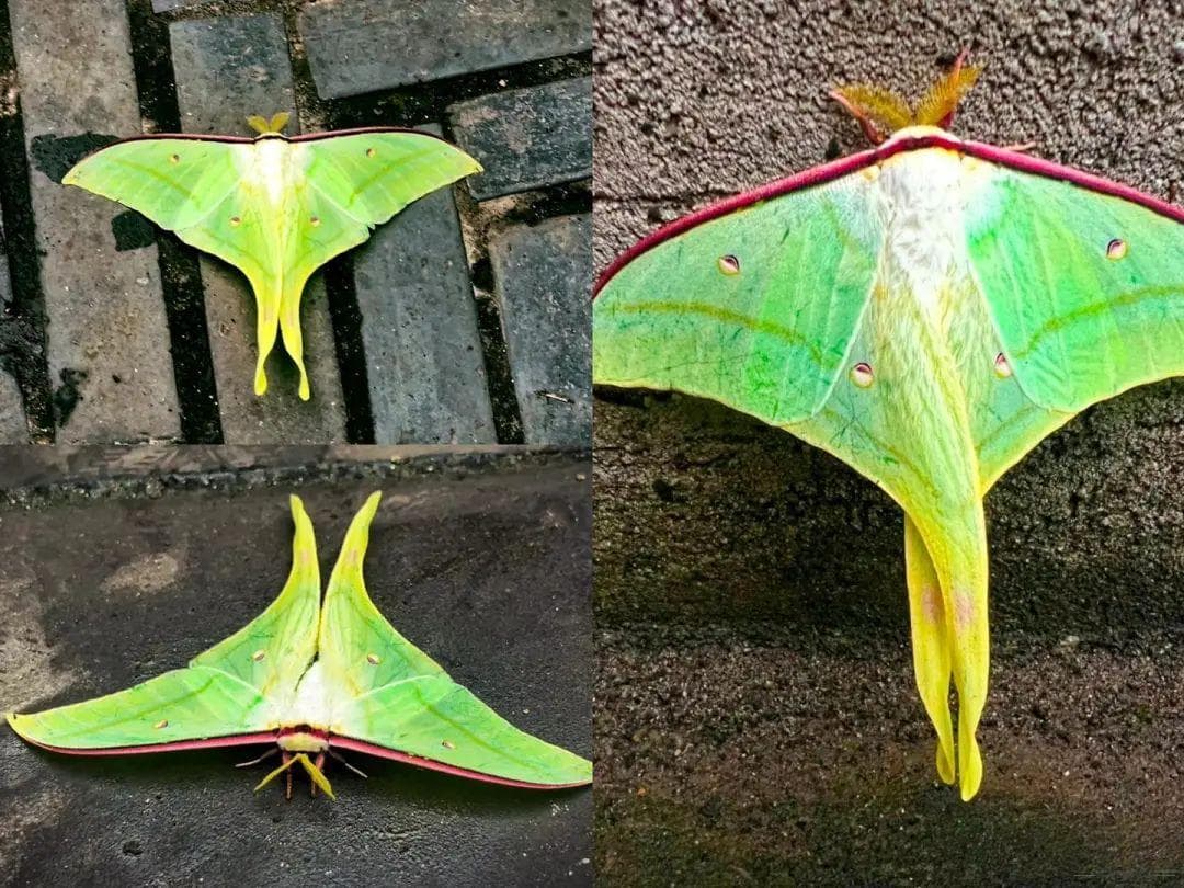 峨眉山现"不明飞行生物"！专家：这是绿尾大蚕蛾，不是外来物种