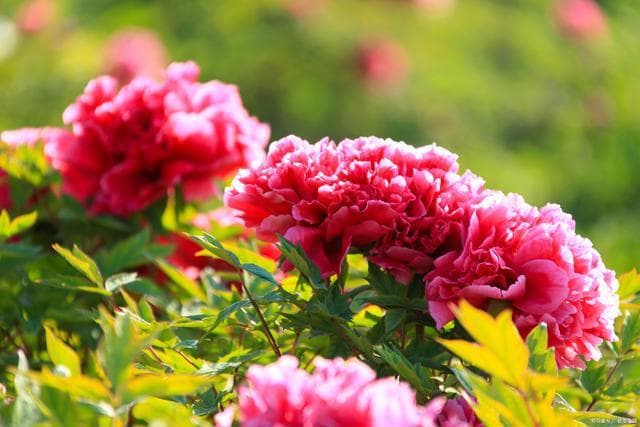 牡丹花是被誉为“国色天香”的植物，兼备药用、文化和经济价值