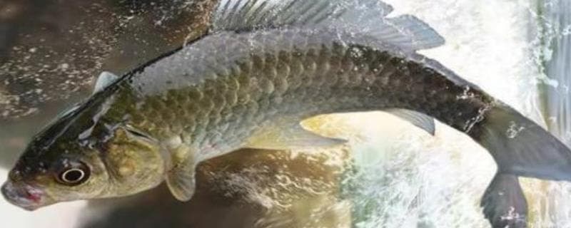 鲫鱼的品种介绍，常见的有土鲫、高背鲫等