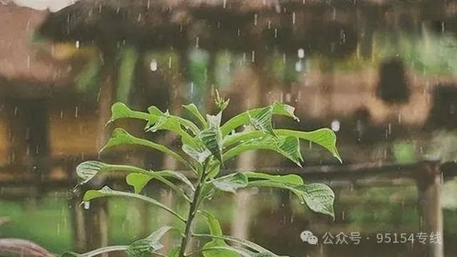 下葬途中为什么要撒米？