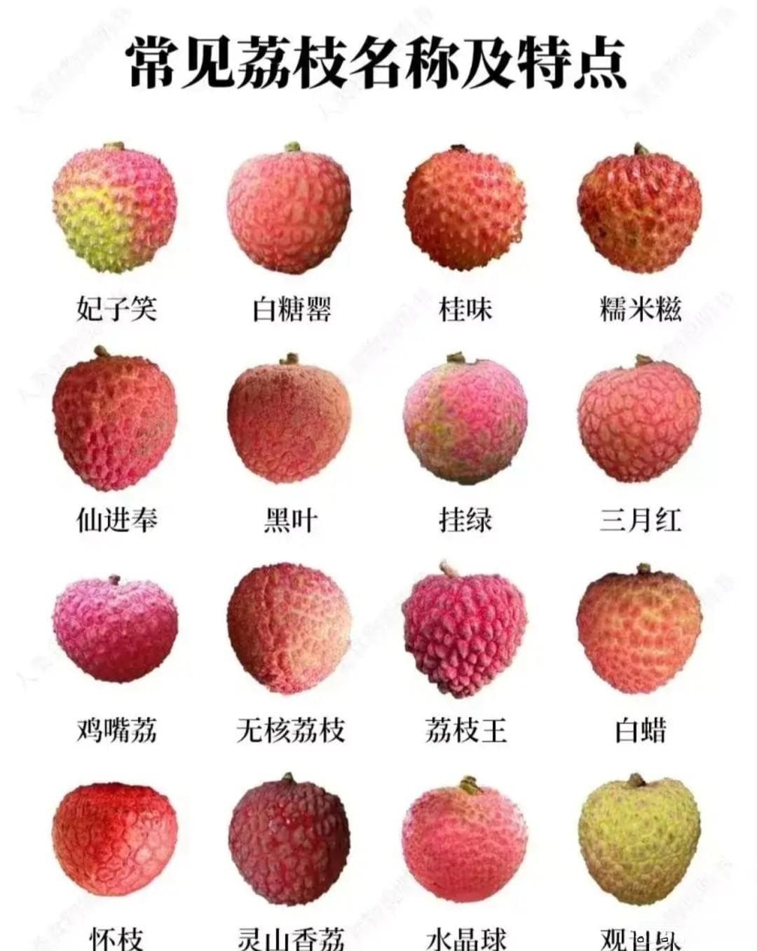 广东荔枝主要品种介绍