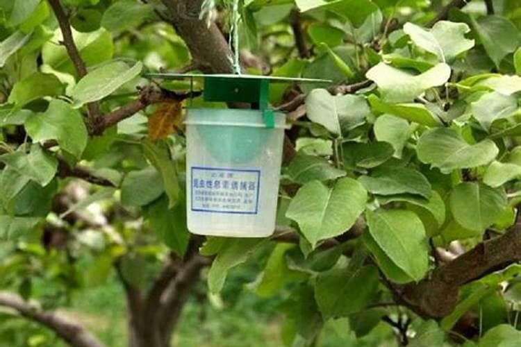 保护果园的守护神：及时防治果树蚜虫的重要性与实践