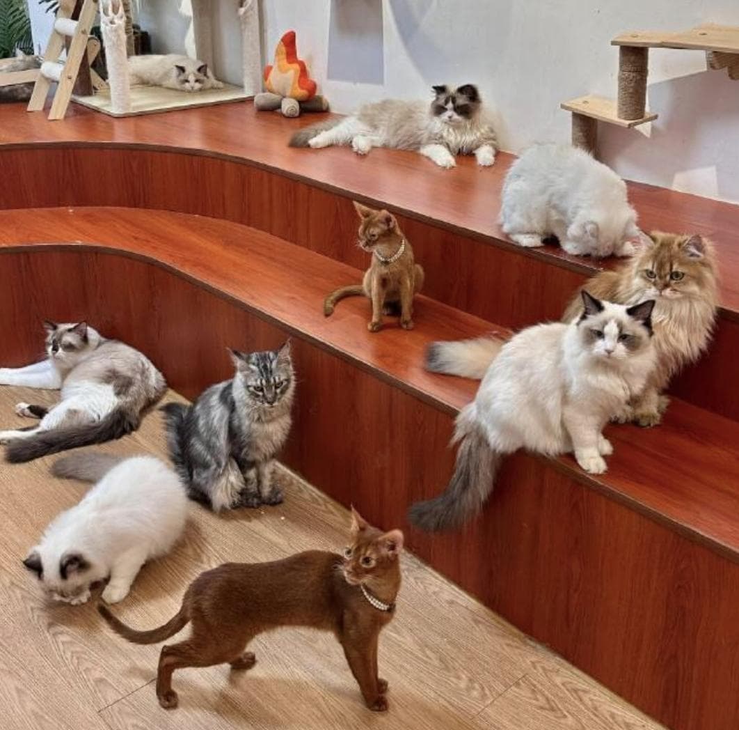 老祖宗养猫：从捕鼠工具到皇家宠物