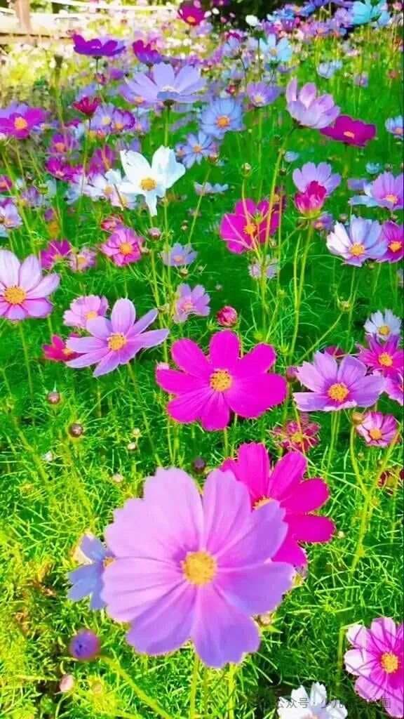 格桑花线描技法详解：从入门到精通的完整指南