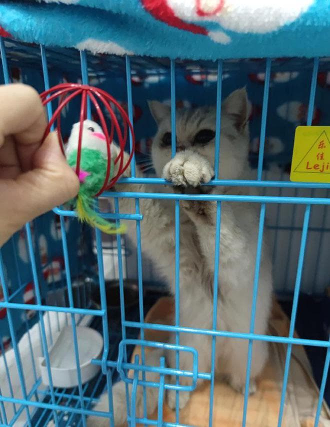 好心领养小猫，却因此背上16个月猫粮贷，自动扣款套路如何破局？