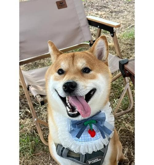 柴犬养护指南：细致关怀柴犬幸福成长