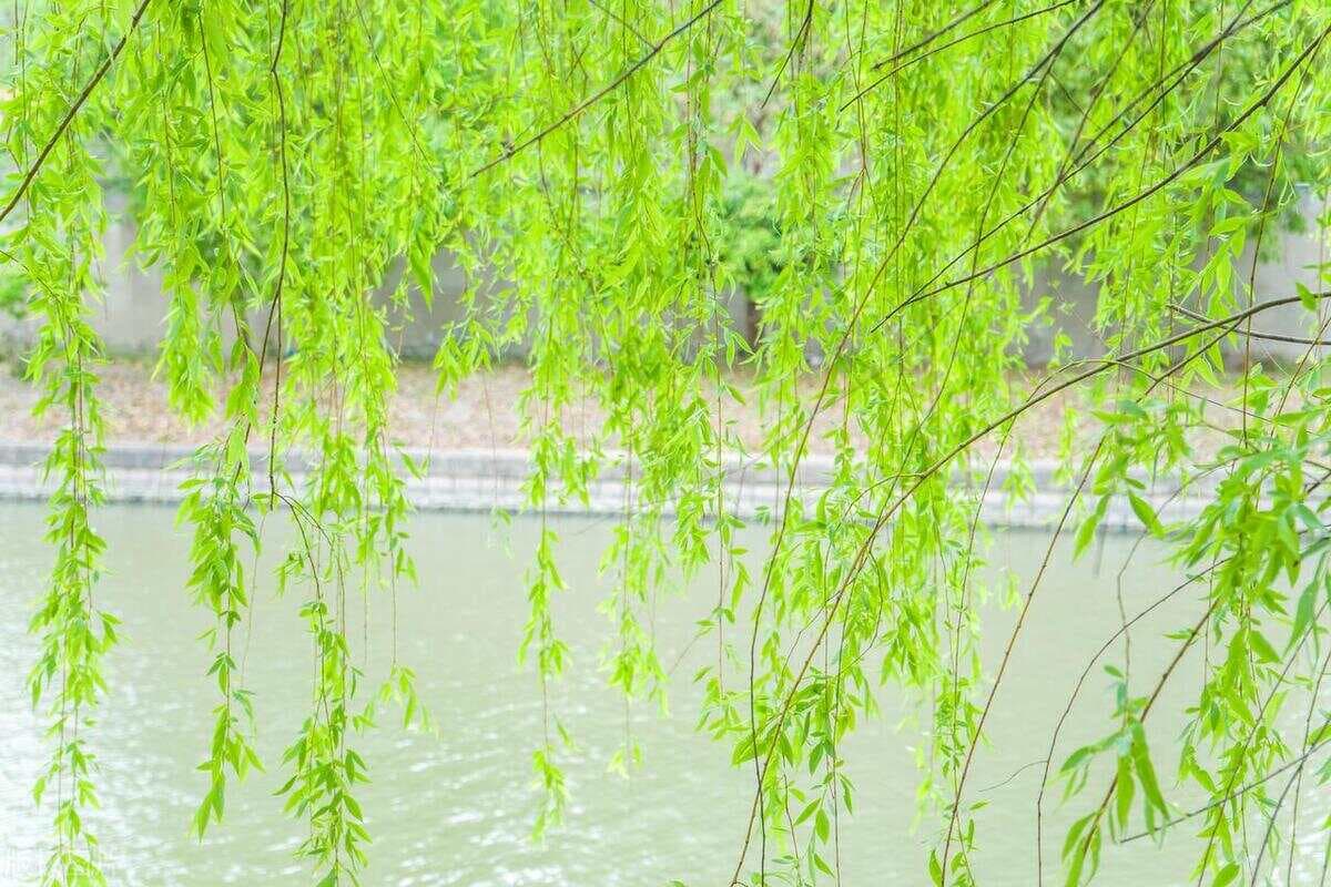 10首咏柳诗词，10种唯美意境，句句经典，令人心醉！