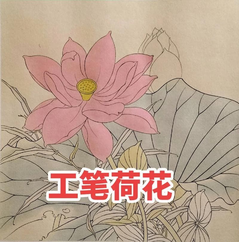荷花手绘画：多种技法展现荷之韵
