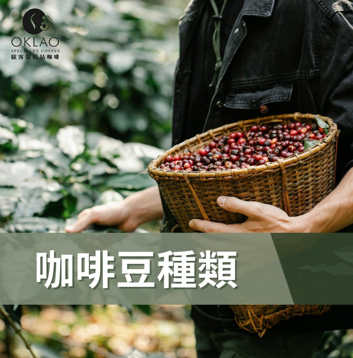新手小白速學！喝咖啡一定要知道的三大咖啡豆種類介紹
