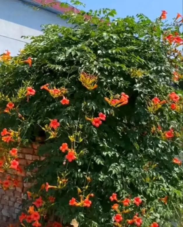 凌霄花：从观赏到药用的多重价值
