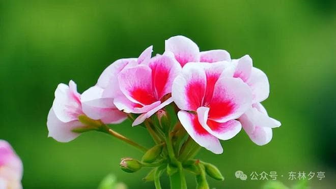 《傲慢与偏见》：内心越强大的女人，心性越沉稳
