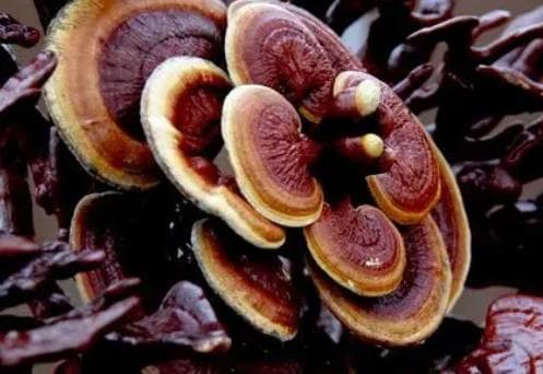 灵芝食用指南：6种方法、注意事项及保健功效