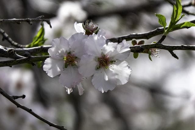 杏花的别名与雅称：“小桃”“福花”“孟春客”“玉雪肌肤”