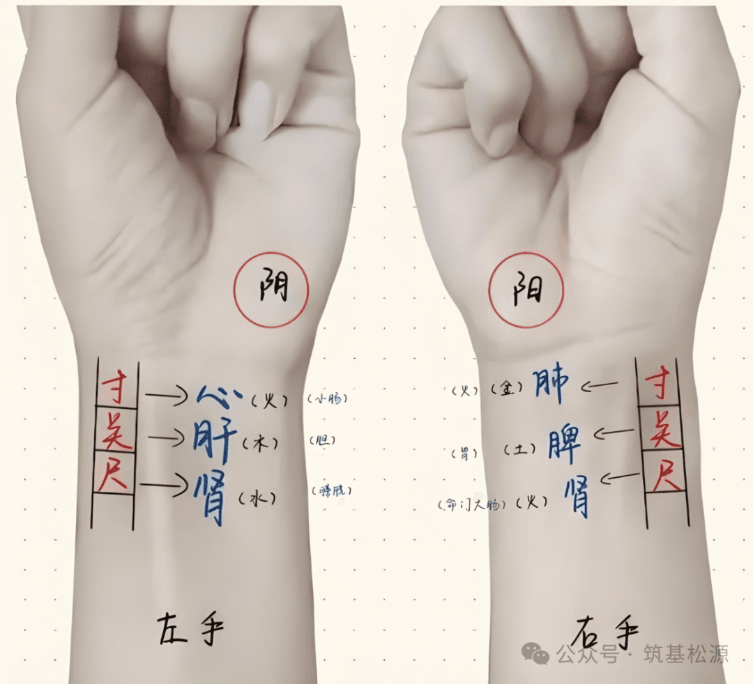 脉学初学知识精华提炼