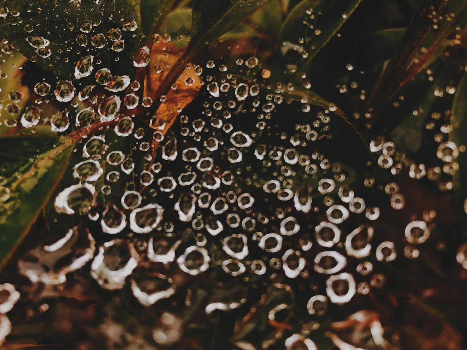 白露节气：秋高气爽，昼夜温差大！