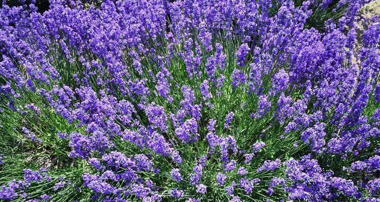 薰衣草花语大全：从真爱到宁静的13种美好寓意