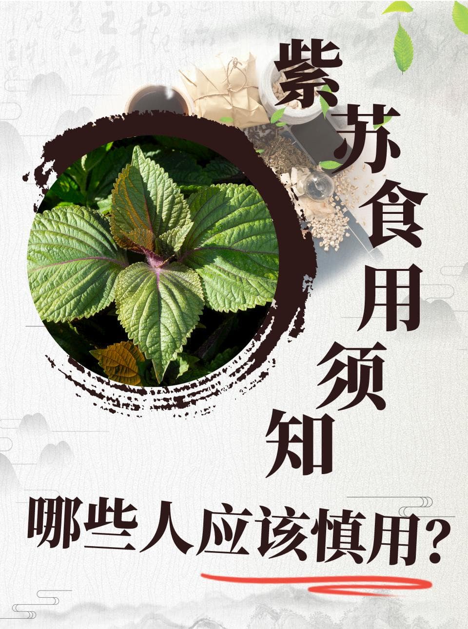 紫苏食用须知：哪些人应该慎用？