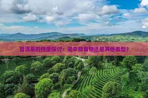 普洱茶的性质探讨：是辛辣食物还是其他类型？