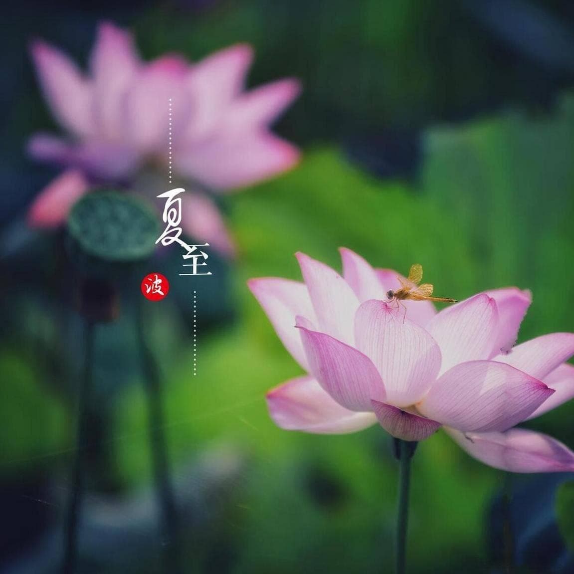 夏至将至，老话：“三样端上桌，人财两相旺”，指什么，建议了解