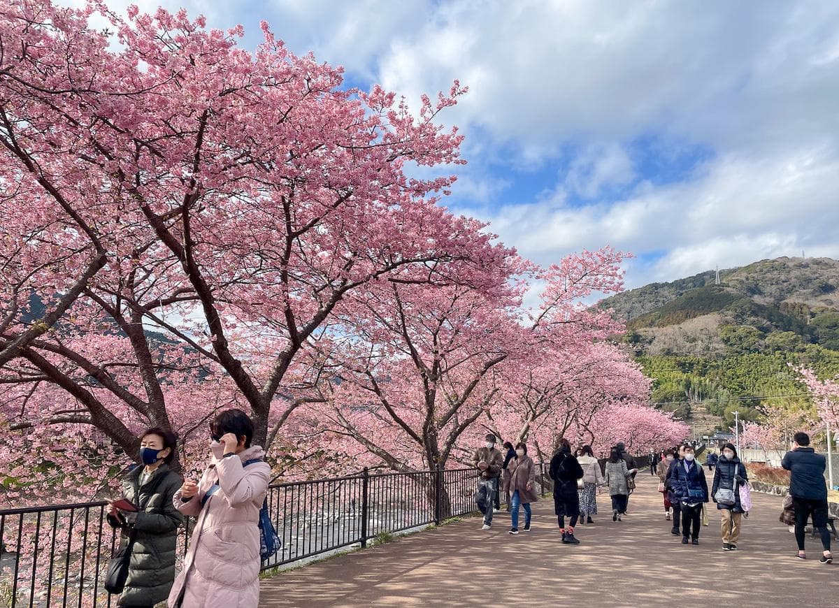 日本樱花全攻略：7大樱花品种花期及有趣知识大盘点