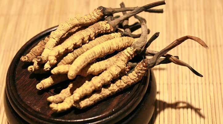 野生冬虫夏草的鉴别要点与购买建议