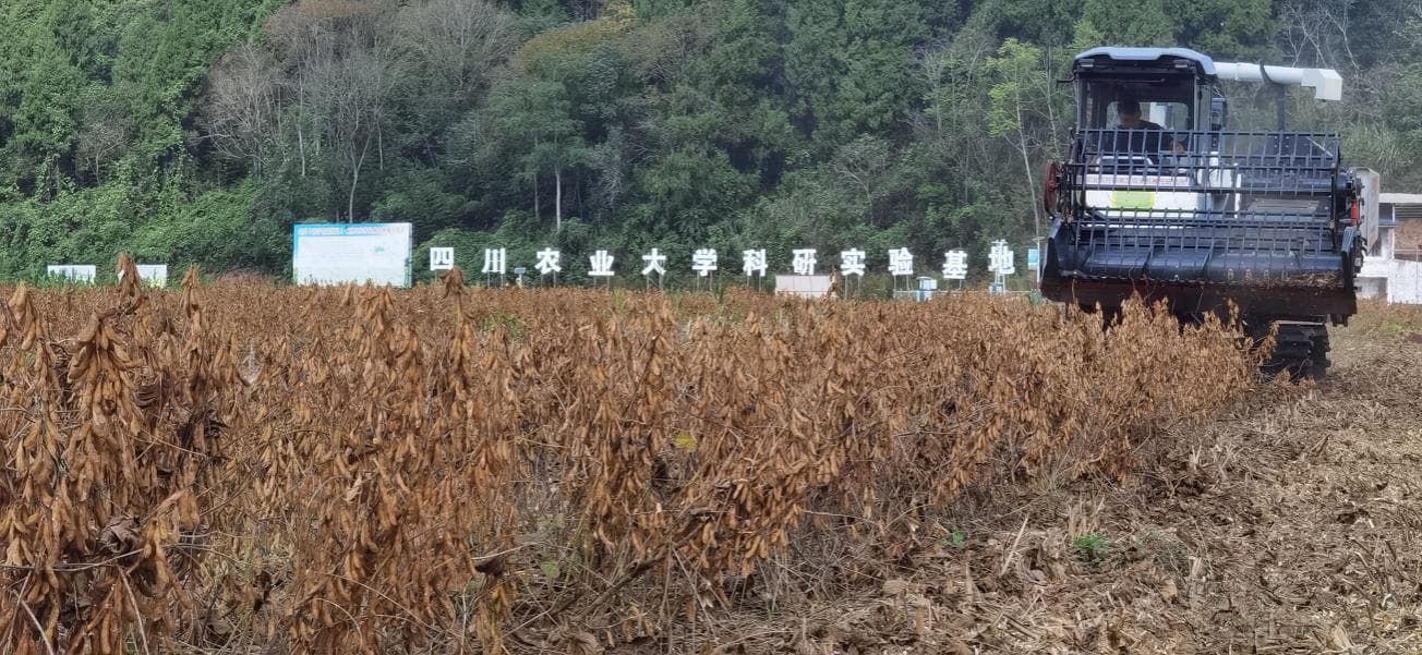 四川农业大学团队助力带状复合种植大豆亩产再创新高