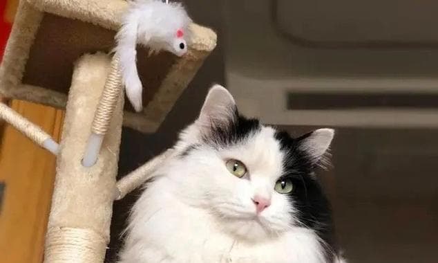 折耳猫的遗传病情况及预防措施