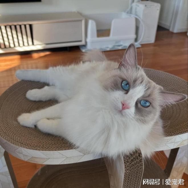 猫咪独处时可以准备的几个活动，让它们的“单身派对”也精彩！