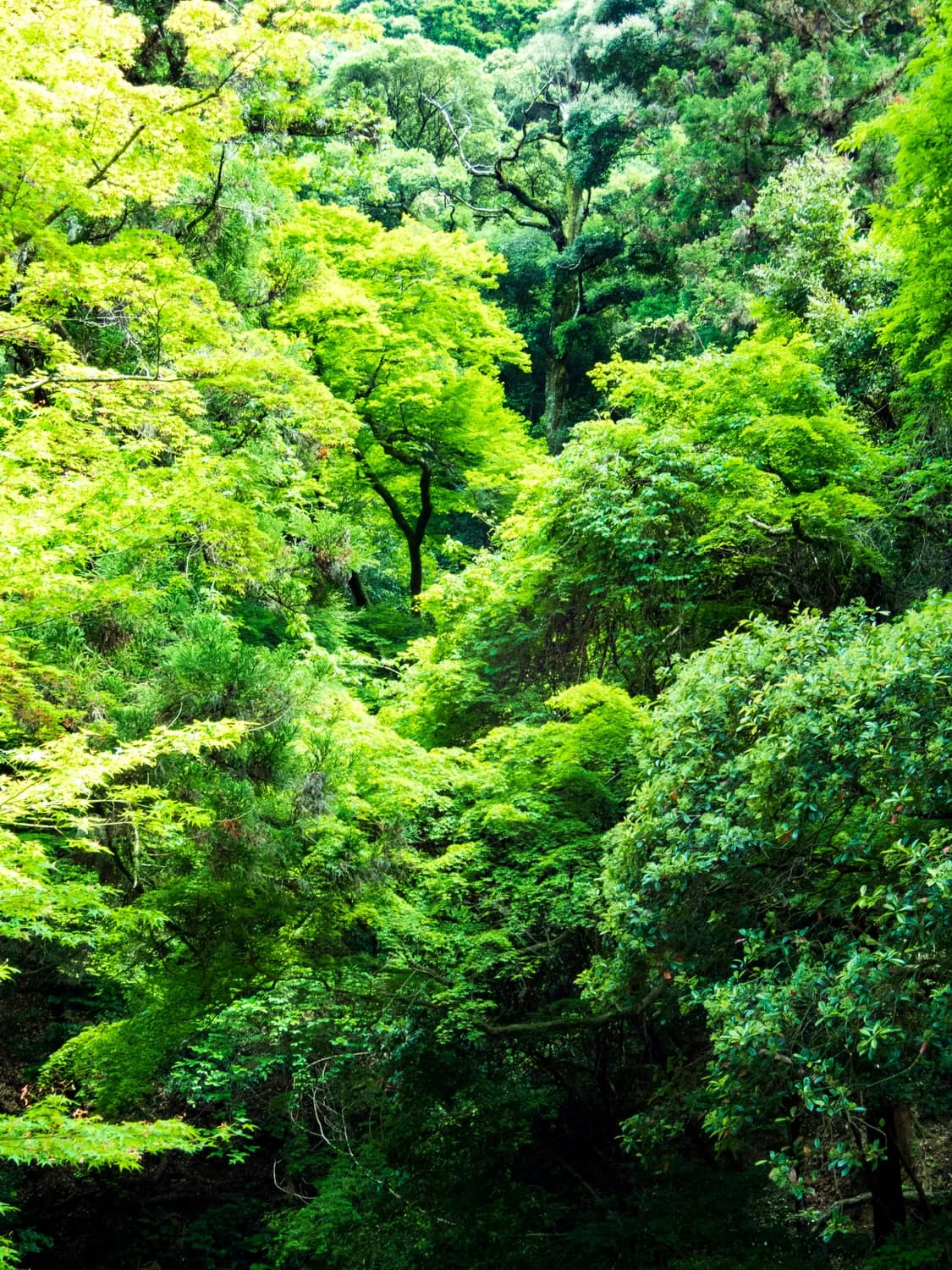 解密福建：亚热带海洋性季风气候如何塑造八闽大地
