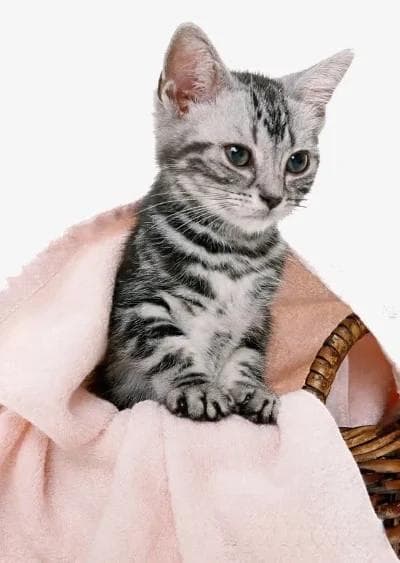 猫咪体外驱虫方法