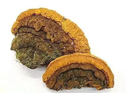 桑黄抗癌新发现：通过肠道菌群调节发挥抗肿瘤作用