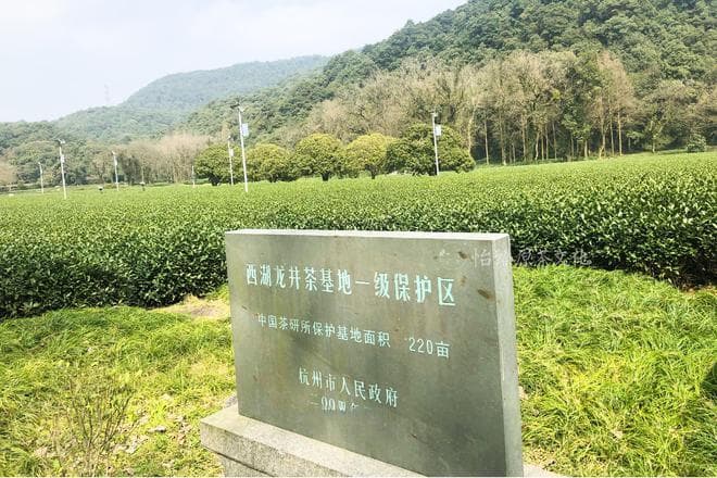 评茶师深度解析：高档西湖龙井茶的品质，手工制作与机械制作比拼