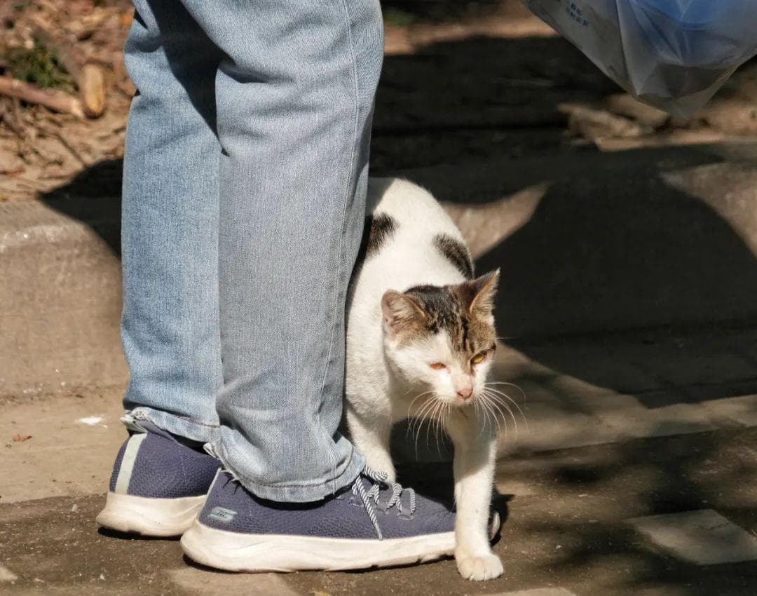 流浪猫泛滥，上海探索多元治理之道