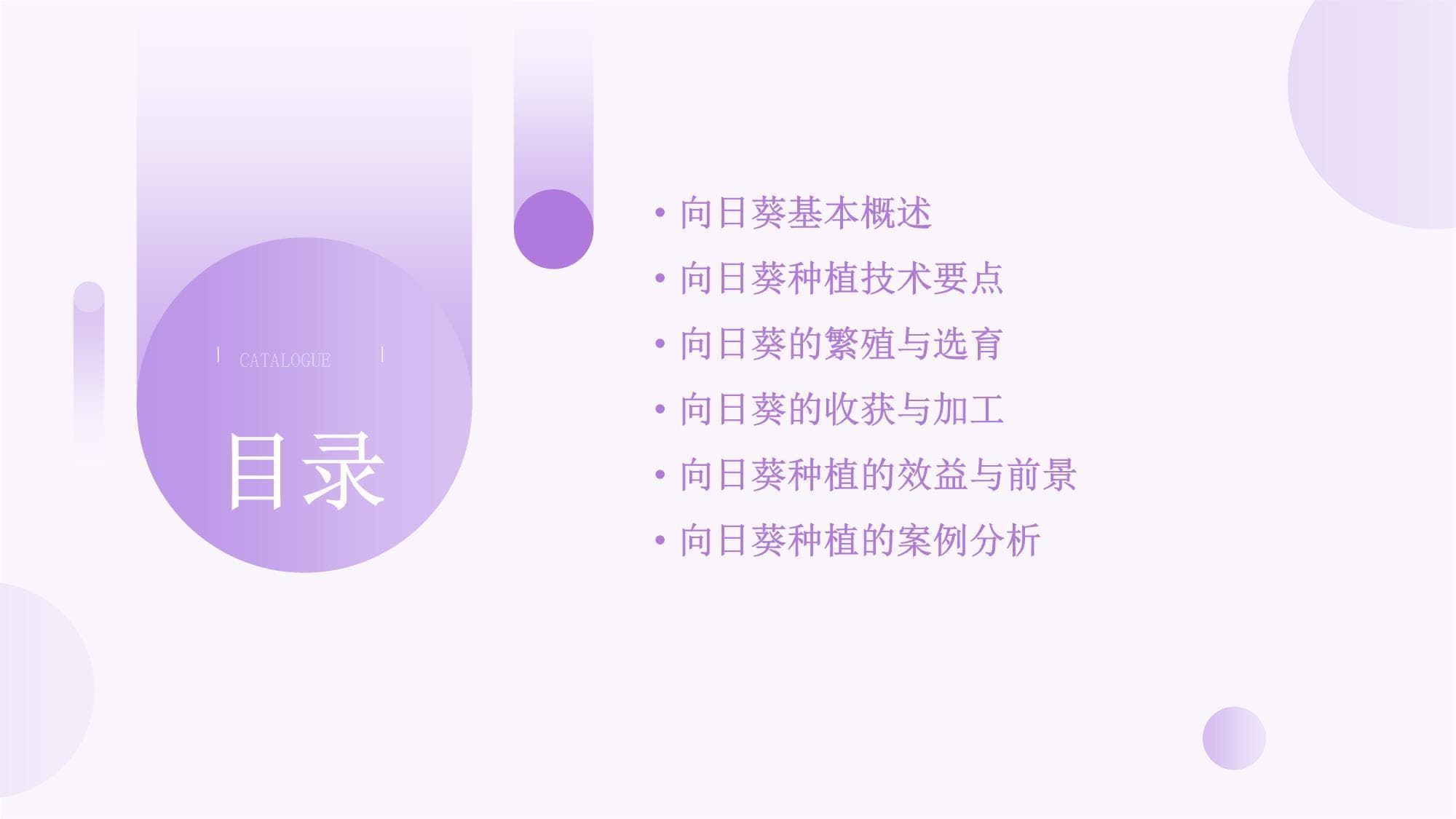 向日葵种植技术指南