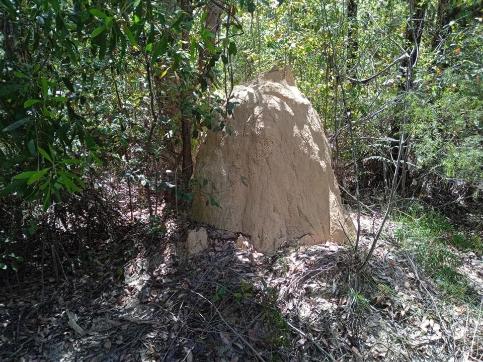 大自然的建筑师：研究人员揭开了白蚁如何建造巨型巢穴的秘密