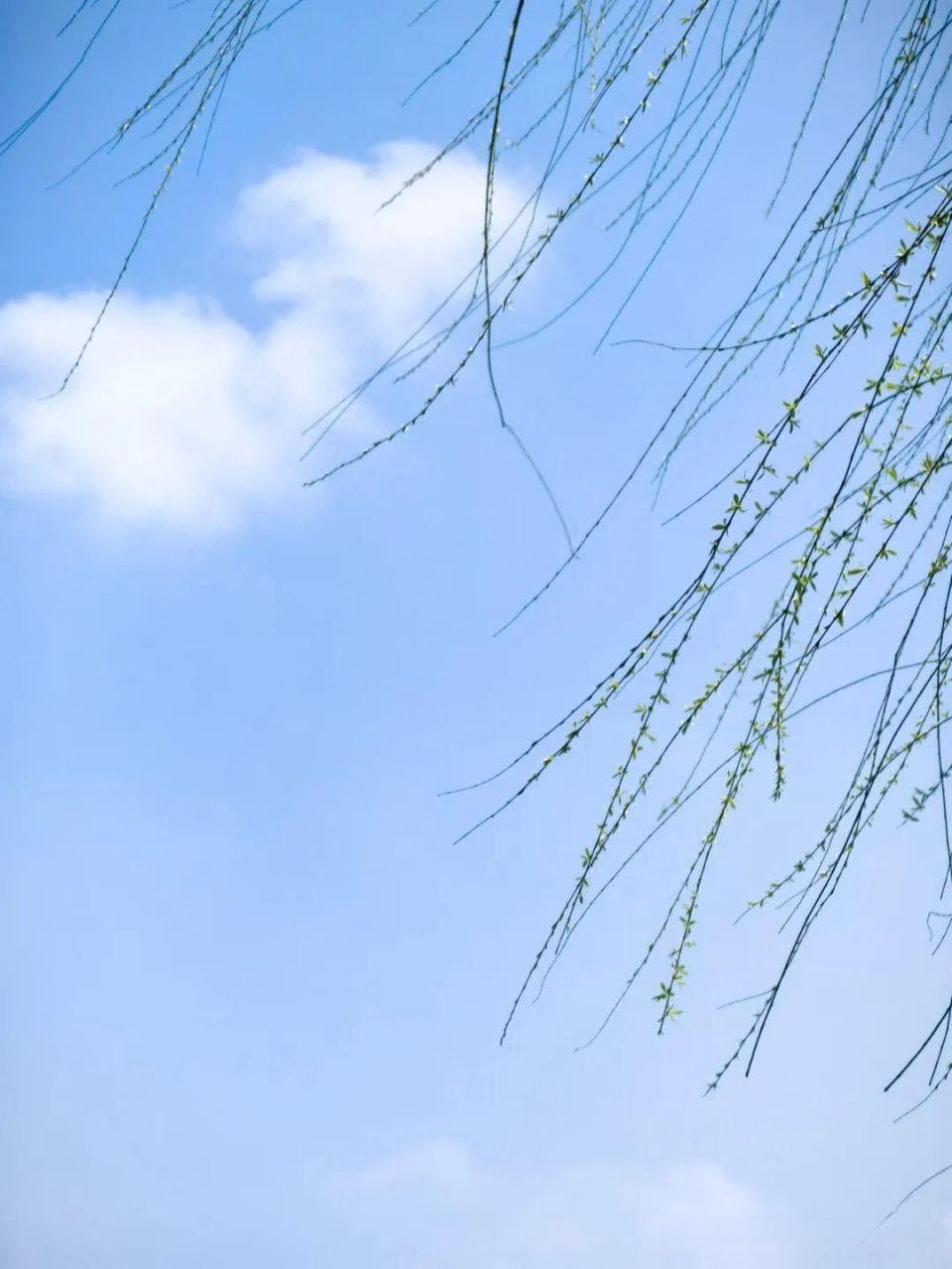 植树节诗词三十首｜植此青绿间，咏叹古今情