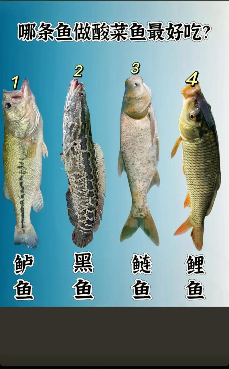 鲈鱼 黑鱼 哪个更加厉害（黑鱼和鲈鱼哪个营养好）