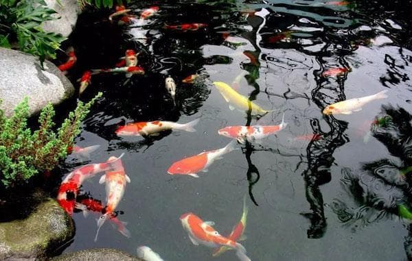 小区锦鲤鱼池遮阳方案设计