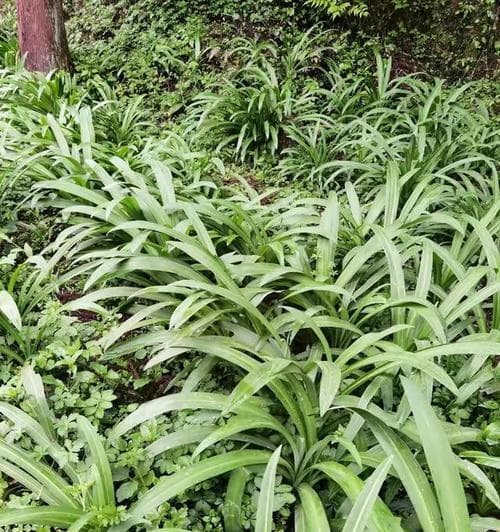 洋姜生长环境全解析：温度、湿度、土壤等关键条件详解