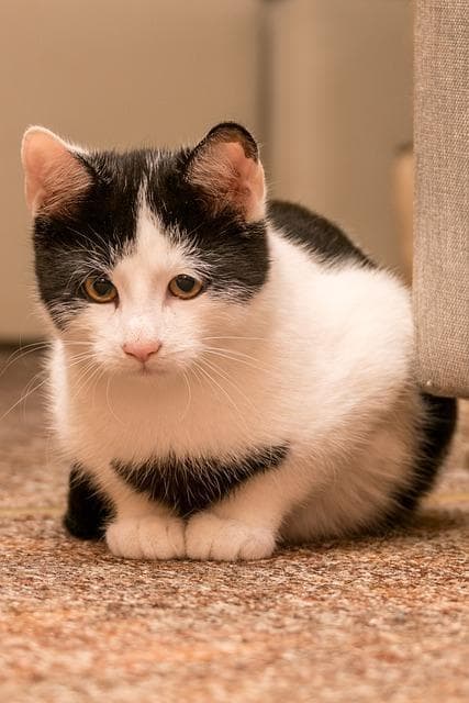 毛球症的猫咪怎么治疗？家庭急救的 4 个关键步骤