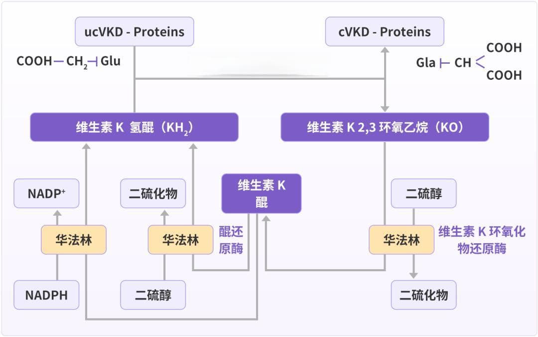 新生儿补充维生素K，怎么补？超全数据及指南分析来了