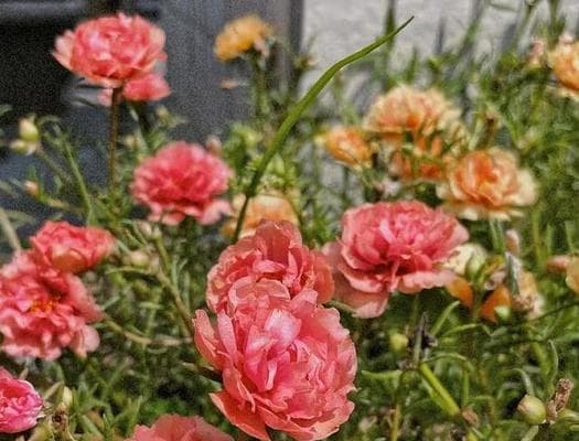 沙漠玫瑰的生存之谜——究竟是怕冷还是怕热？