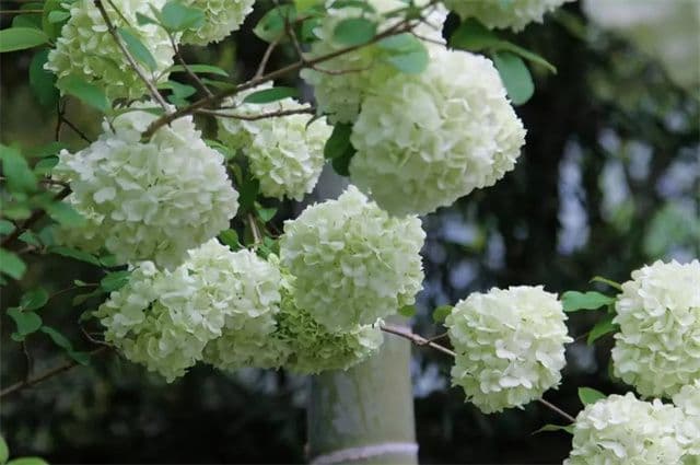 晚春木绣球花美诗五首：何人团雪高抛去，冻在枝头春不知