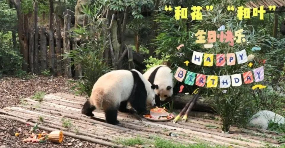揭秘大熊猫繁殖：为何多在夏秋季节诞生？