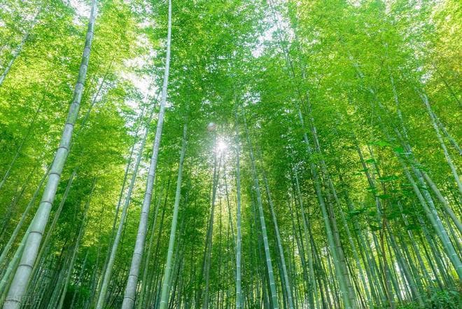 东岩富松竹，岁暮幸同归。33句描写竹林美景诗句，以疗愈浮躁心灵