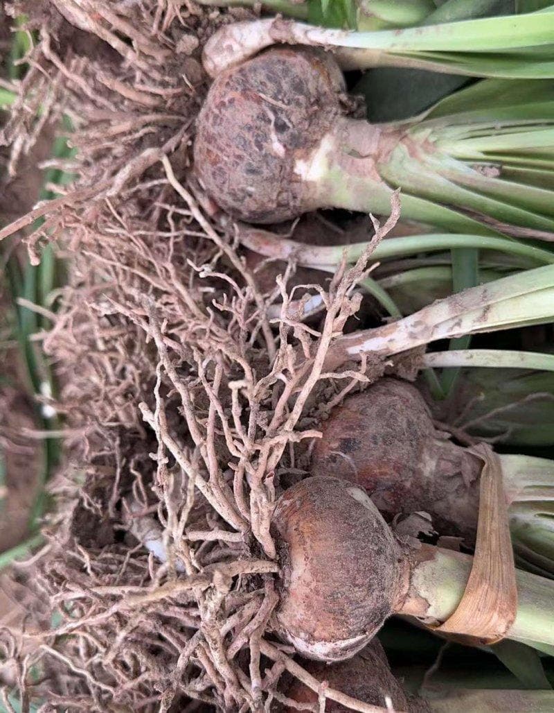 朱顶红春季盆栽种植指南：从选材到养护的全方位详解