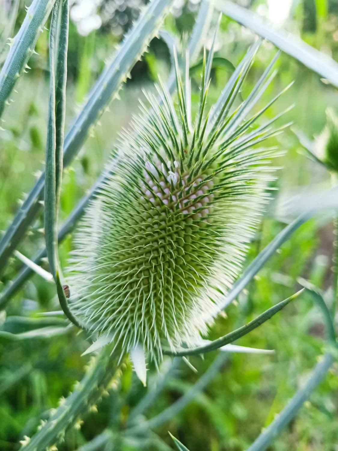 丹珍头痛胶囊：缓解高血压头痛的秘密武器