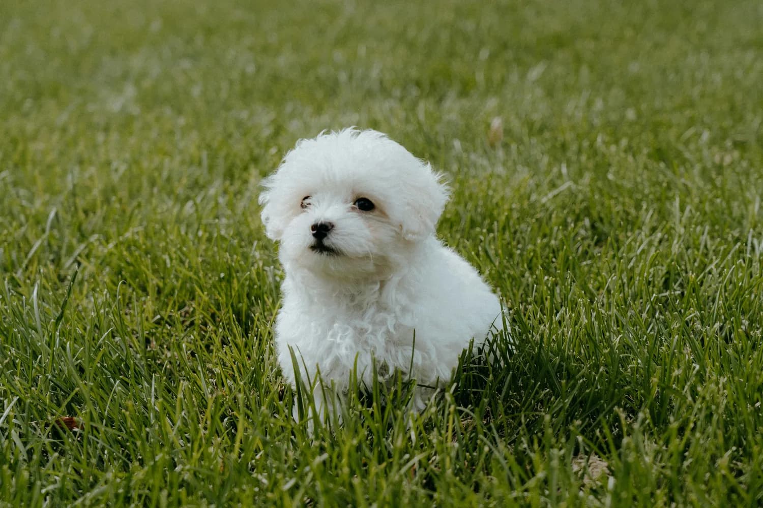比熊犬行为管理秘籍：从调皮捣蛋到乖巧听话