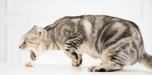 猫咪食后呕吐，速查原因与对策