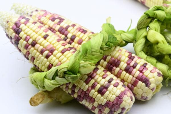 孕妇吃玉米长胎还是长肉？营养价值丰富能促进发育